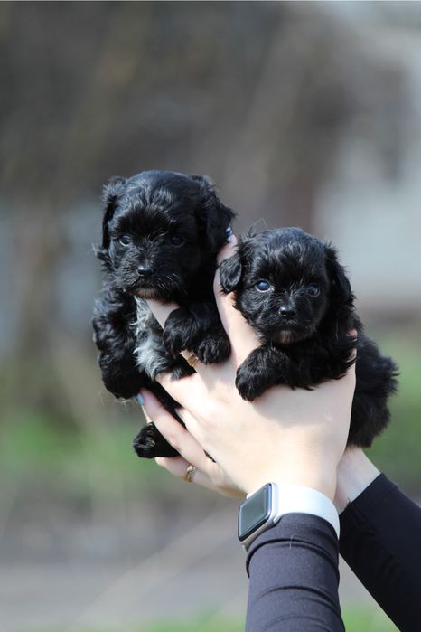 Мальтіпу чорні та чорно-білі 4