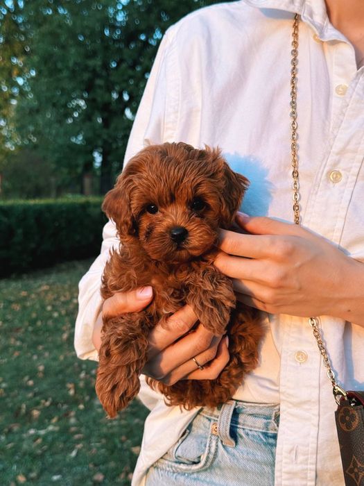 Крихітки мальтіпу F1 caramel 4