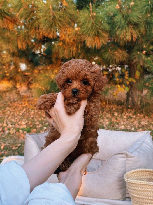 Крихітки мальтіпу F1 caramel 5