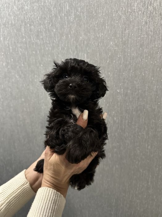 Цуценята мальтіпу F1 Кривий Ріг 2