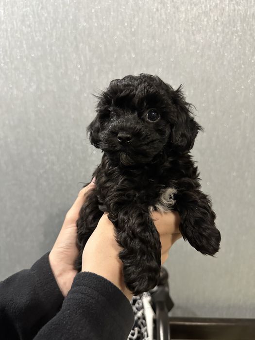 Цуценята мальтіпу F1 Кривий Ріг 3