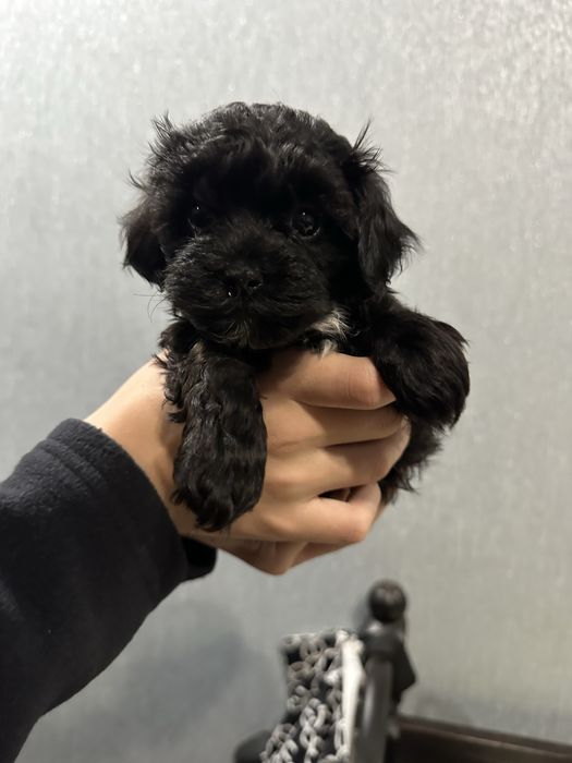 Цуценята мальтіпу F1 Кривий Ріг 4