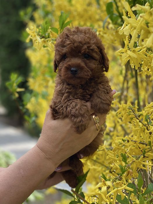 Мальтіпу ф1 той пудель Київ