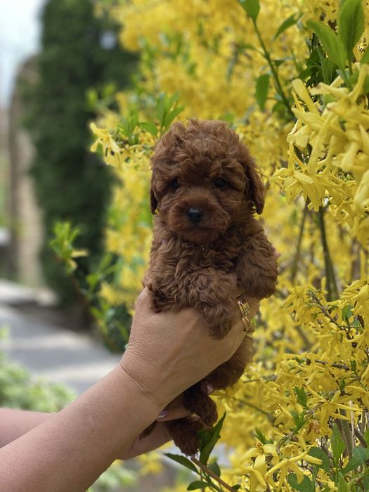 Мальтіпу ф1 той пудель Київ 2