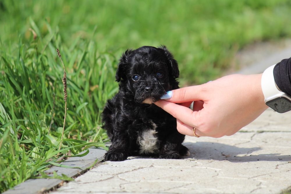 Мальтіпу — хлопчики і дівчатка, різні кольори 2