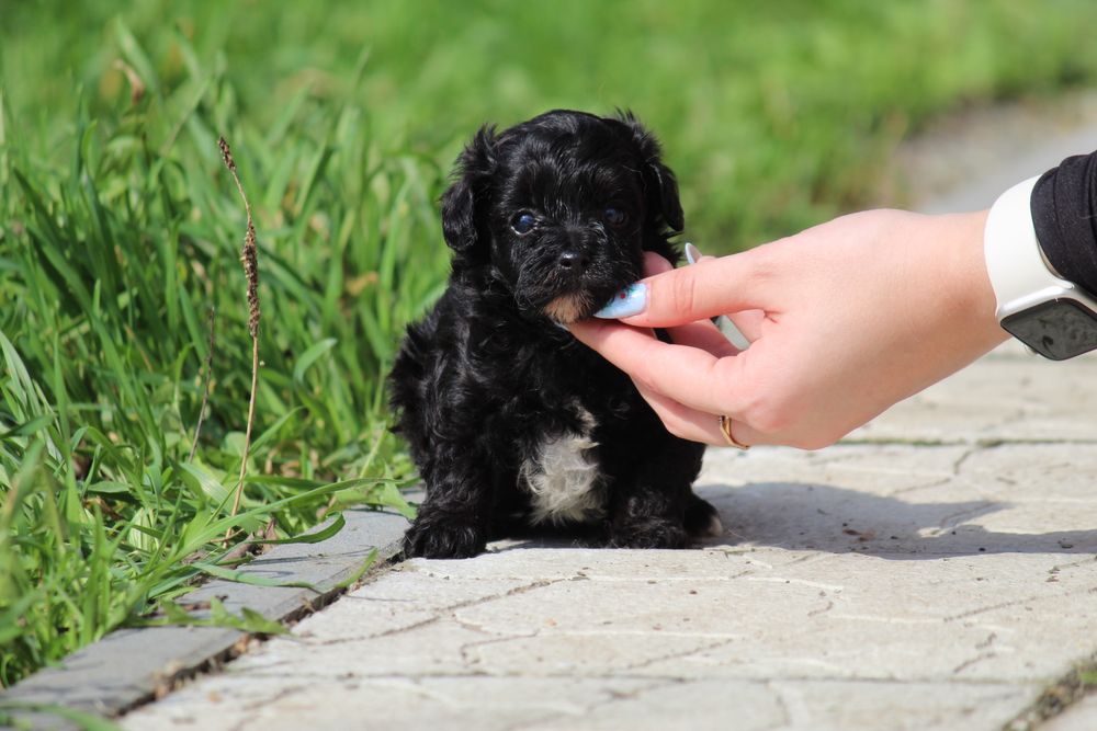 Мальтіпу — хлопчики і дівчатка, різні кольори 3