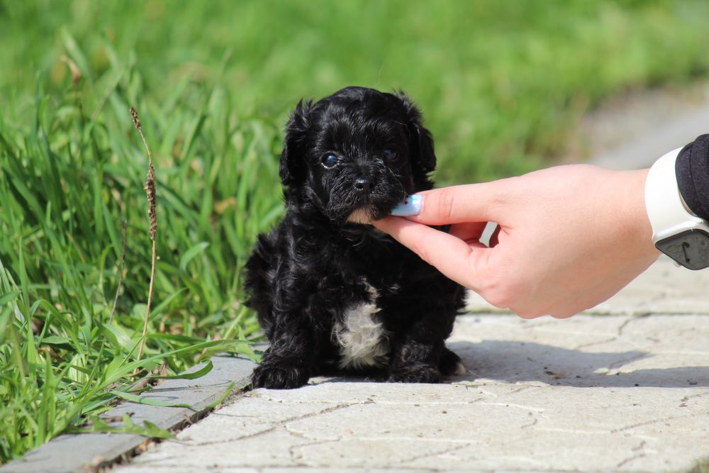 Мальтіпу — хлопчики і дівчатка, різні кольори 4