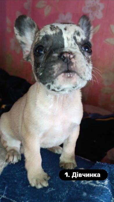 Неймовірні цуценята французького бульдога — 2 місяці 2
