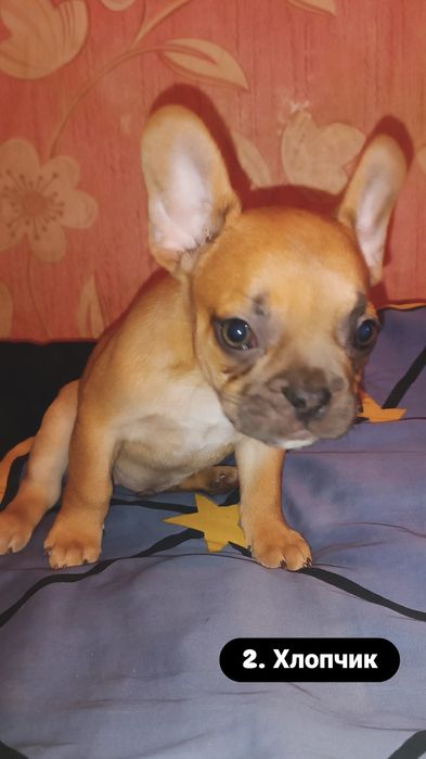 Неймовірні цуценята французького бульдога — 2 місяці 3