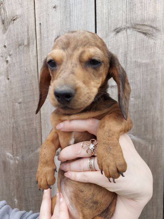 Дуже ніжна дівчинка такса 5