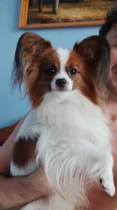 Цуценята папільон — документи FCI, тести