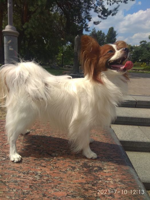 Цуценята папільон — документи FCI, тести 4