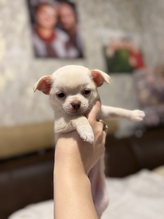 Продам чихуашок 2