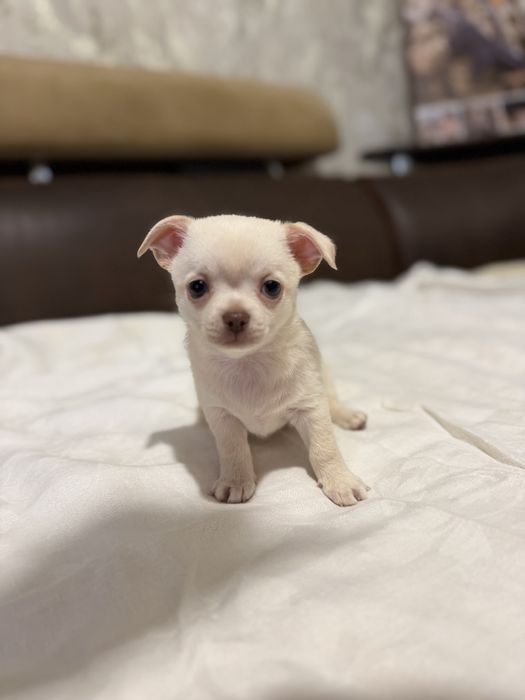 Продам чихуашок 3