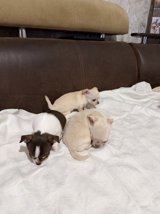 Продам чихуашок 5