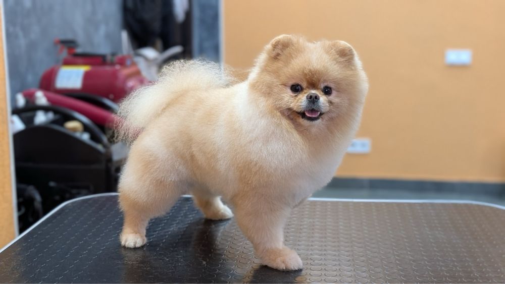 Продам померанського шпіца — кобель