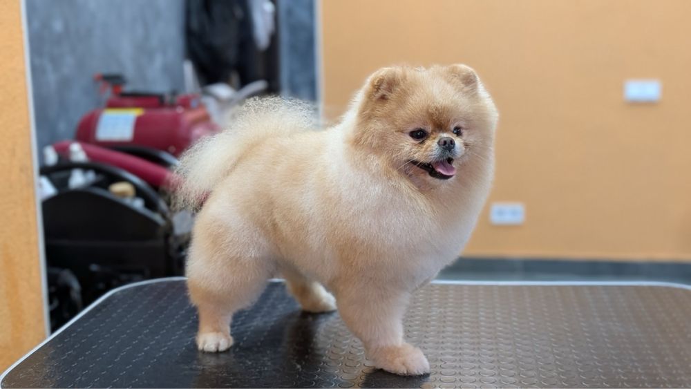 Продам померанського шпіца — кобель 2