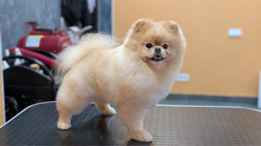 Продам померанського шпіца — кобель 3