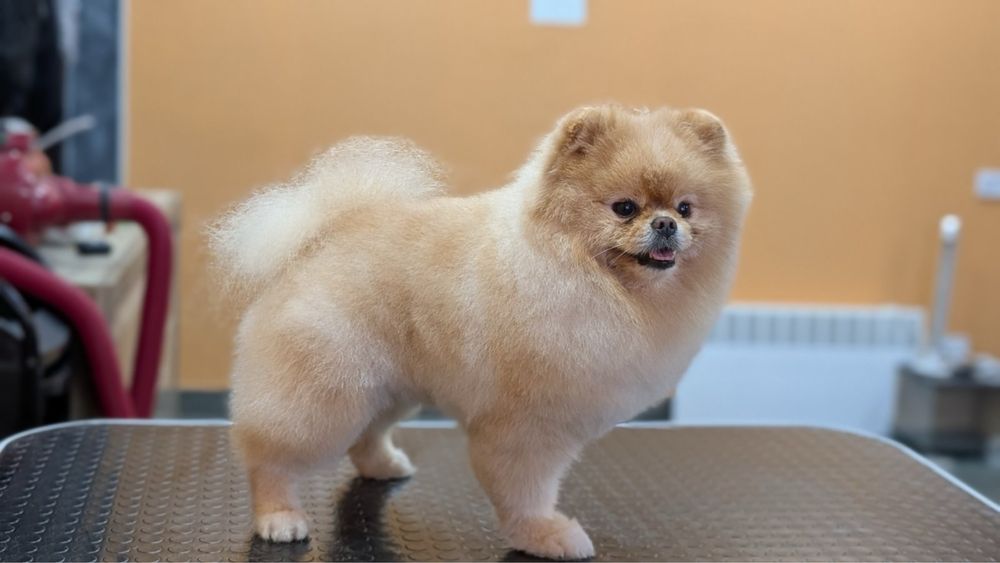 Продам померанського шпіца — кобель 4