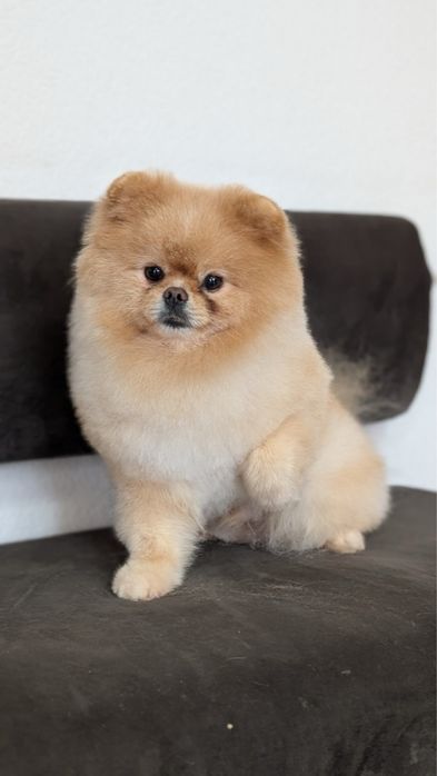 Продам померанського шпіца — кобель 5