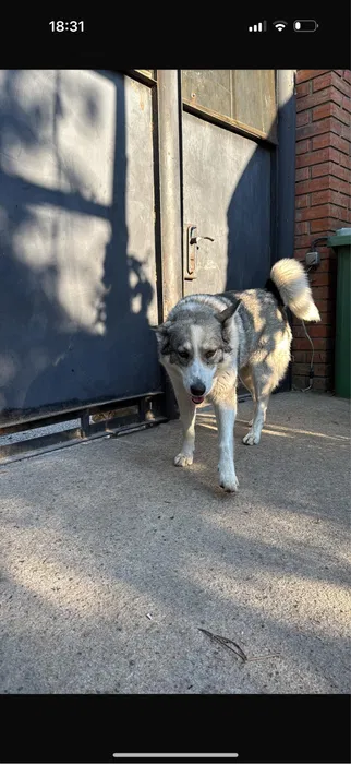 Пропала собака лайка в Великодолинському