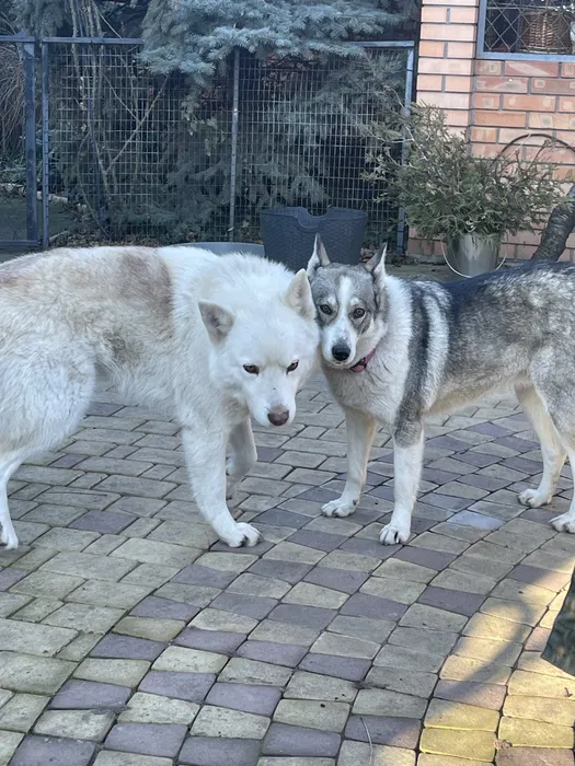 Пропала собака лайка в Великодолинському 2