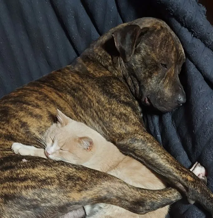 Пропала собака — пітбуль Рей 2