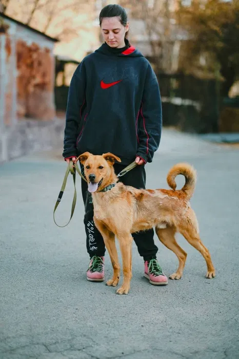 Пропав пес Брок — Лісовий масив, Київ 3