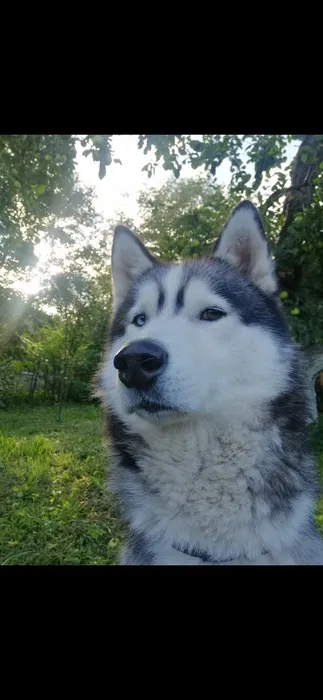 Пропав собака породи хаскі — Фарт 2