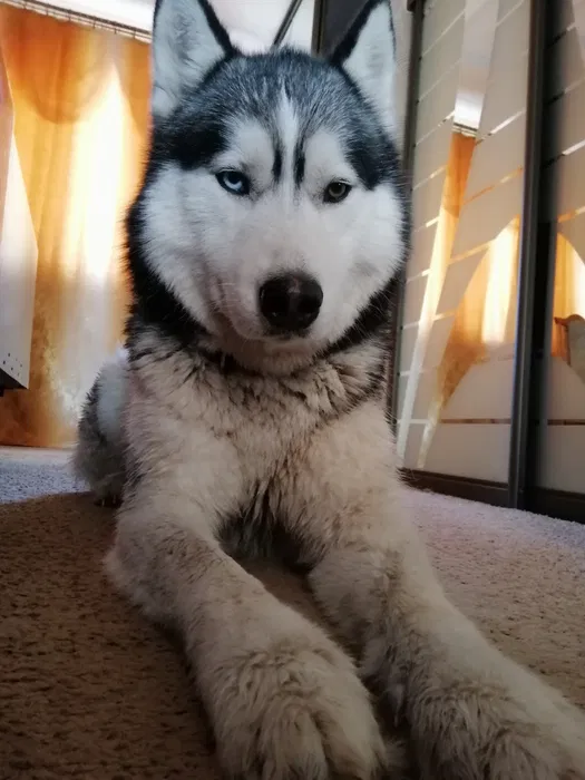 Пропав собака породи хаскі — Фарт 3