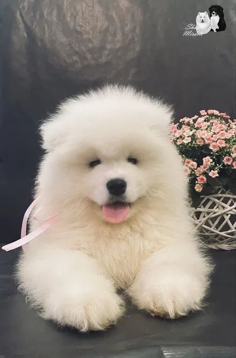 Самоїд хлопчик FCI — елітне цуценя від розплідника