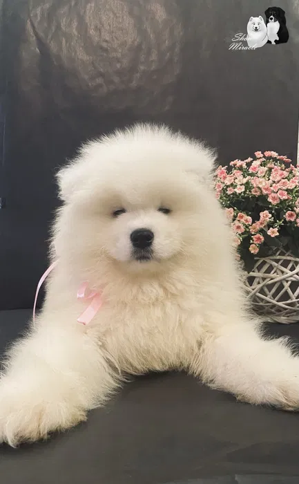 Самоїд хлопчик FCI — елітне цуценя від розплідника 2