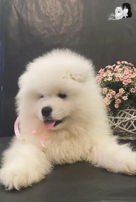 Самоїд хлопчик FCI — елітне цуценя від розплідника 5