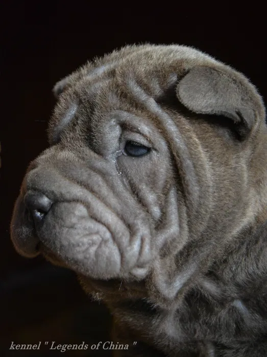 Шарпей VIP цуценята 3