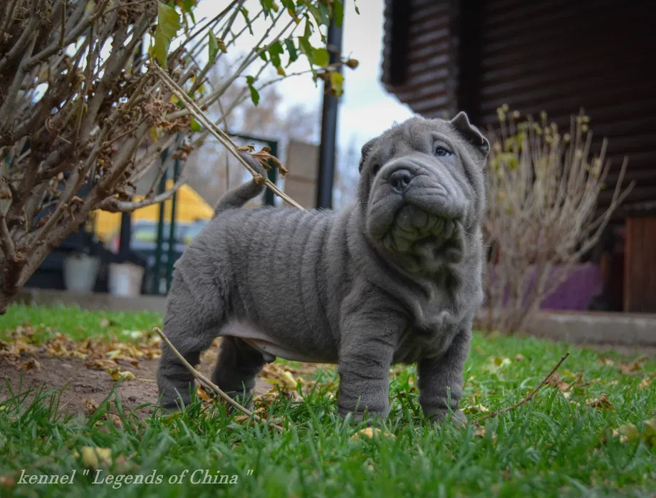 Шарпей VIP цуценята 4