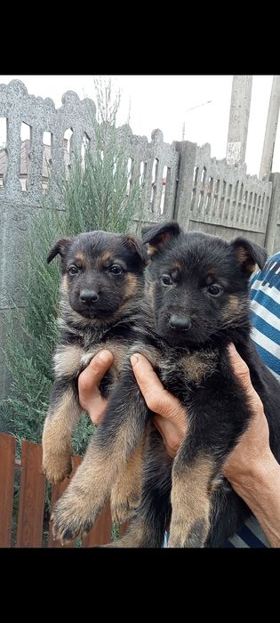 Цуценята німецької вівчарки, великі, активні 2