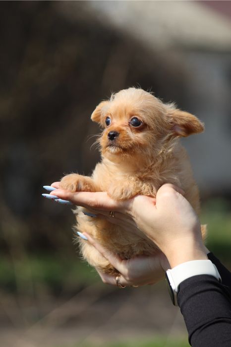 Цуценя — метис йорка, дівчинка, в сім'ю 2