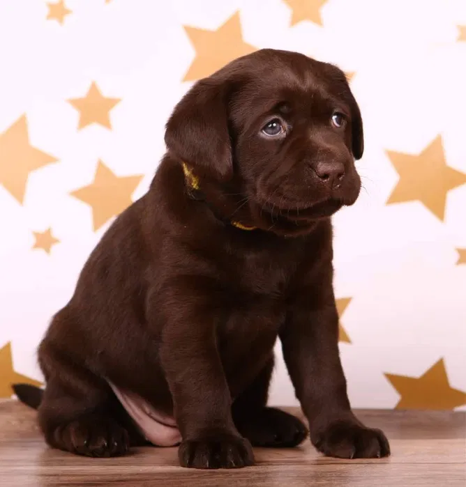 Шоколадні цуценята лабрадори Львів