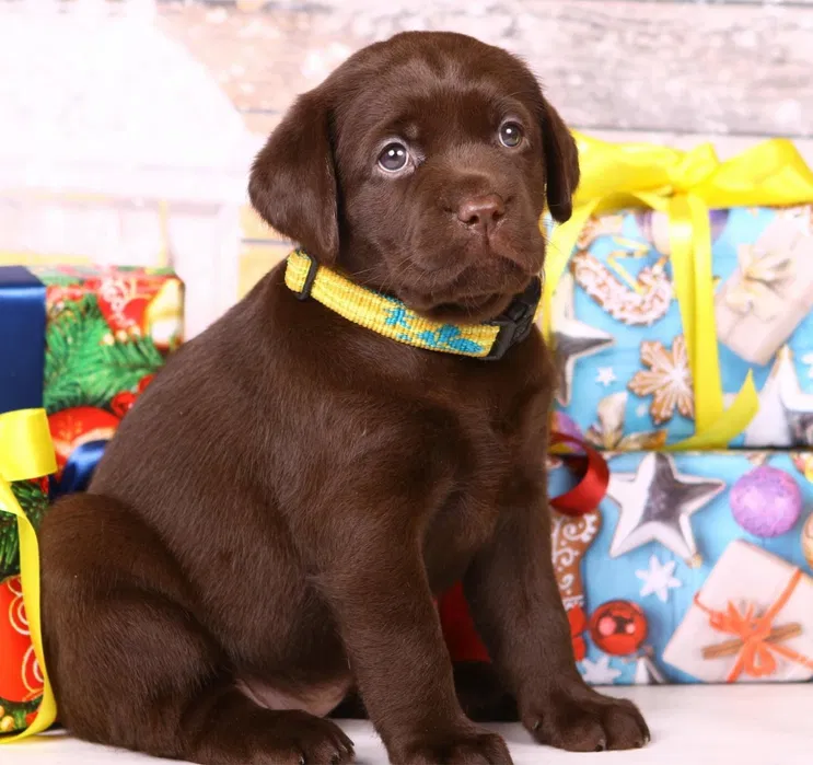 Шоколадні цуценята лабрадори Львів 3
