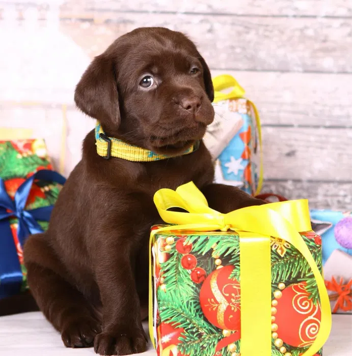 Шоколадні цуценята лабрадори Львів 4