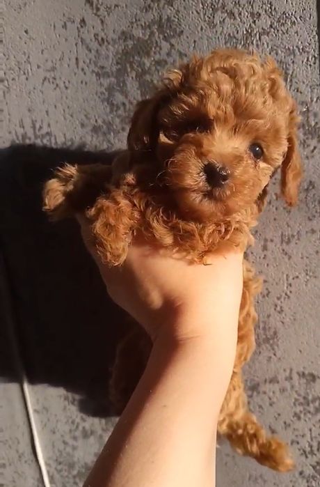 Шикарні малята той пуделя 2