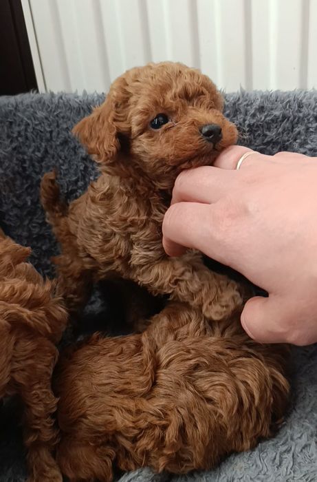 Шикарні малята той пуделя 4