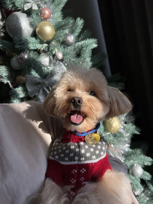 Случка мальтіпу — розумний, з паспортом