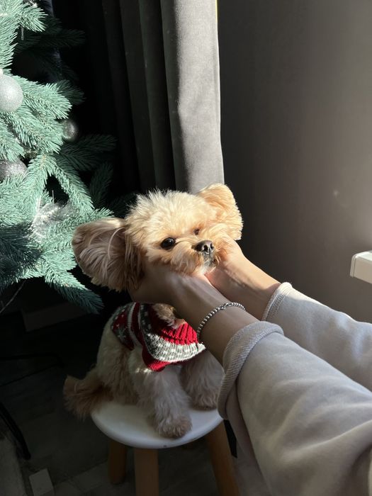 Случка мальтіпу — розумний, з паспортом 2