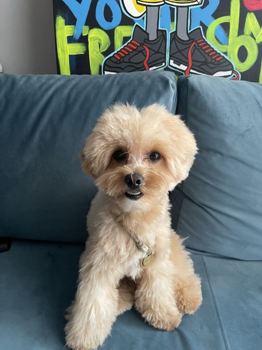 Случка мальтіпу — розумний, з паспортом 3