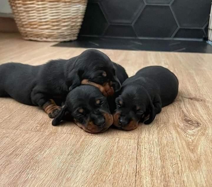 Такси, хлопчики і дівчатка — чорний з підпалом 3
