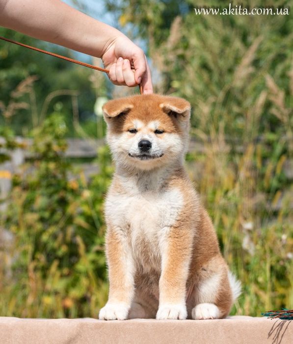 Цуценята акіта іну з документами FCI 2
