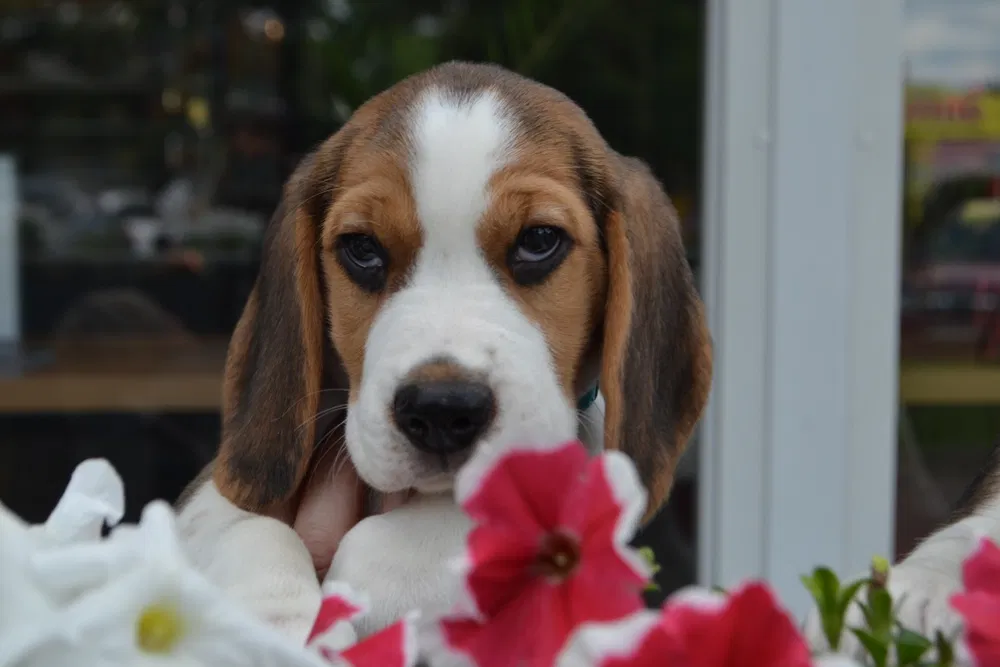 Цуценя бігль — хлопчик, документи FCI 2