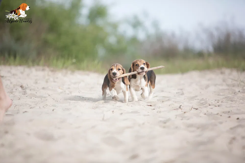 Цуценя бігля від професійного розплідника