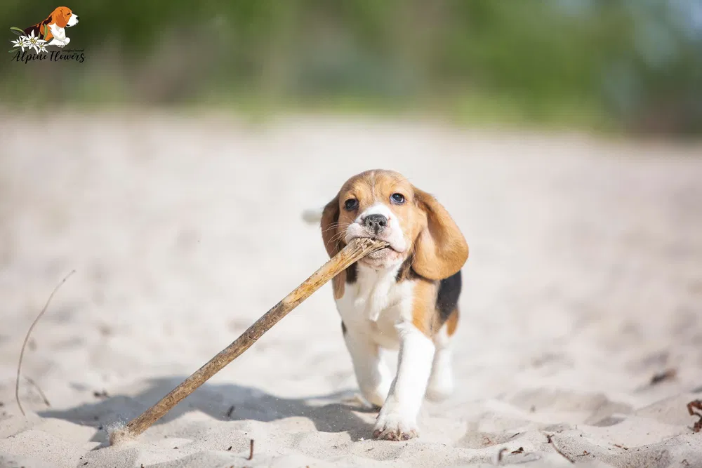 Цуценя бігля від професійного розплідника 2
